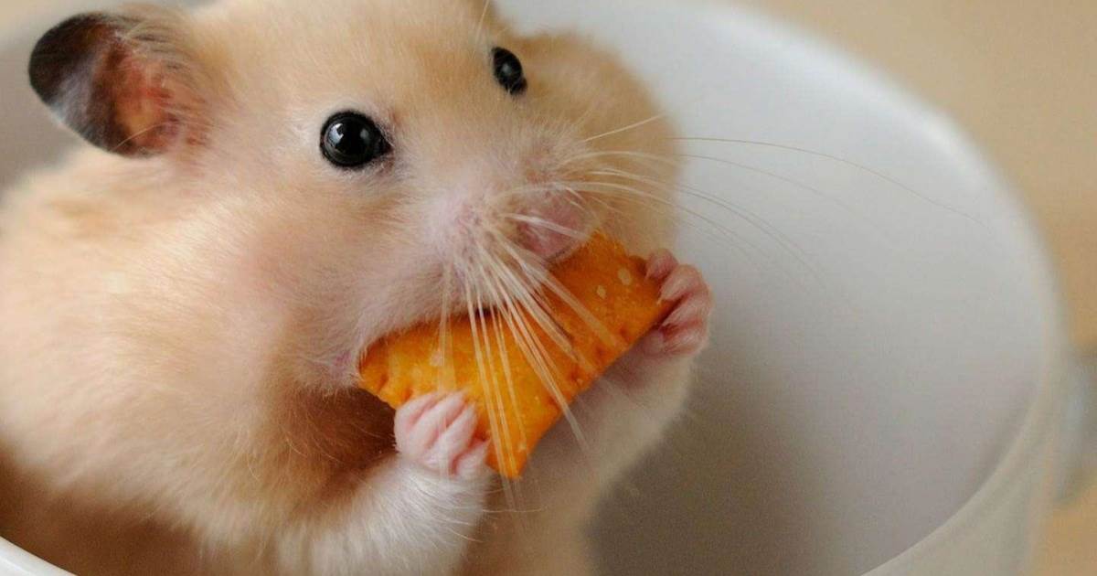 新手養倉鼠完全指南:從跑輪選擇到頰囊檢查