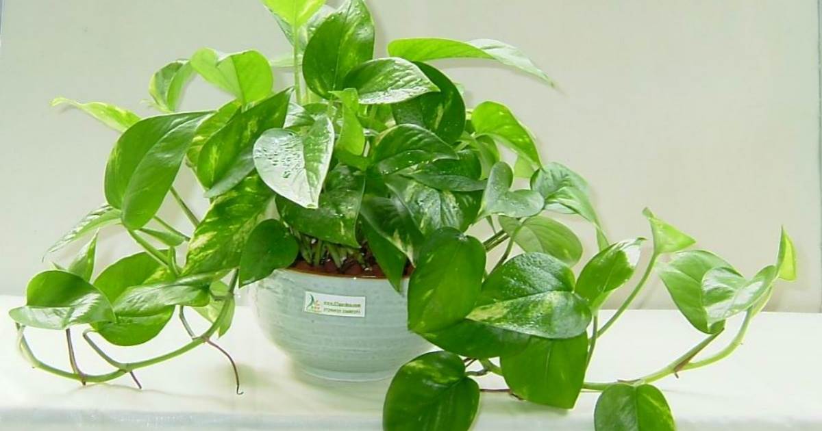 綠蘿常綠藤本植物