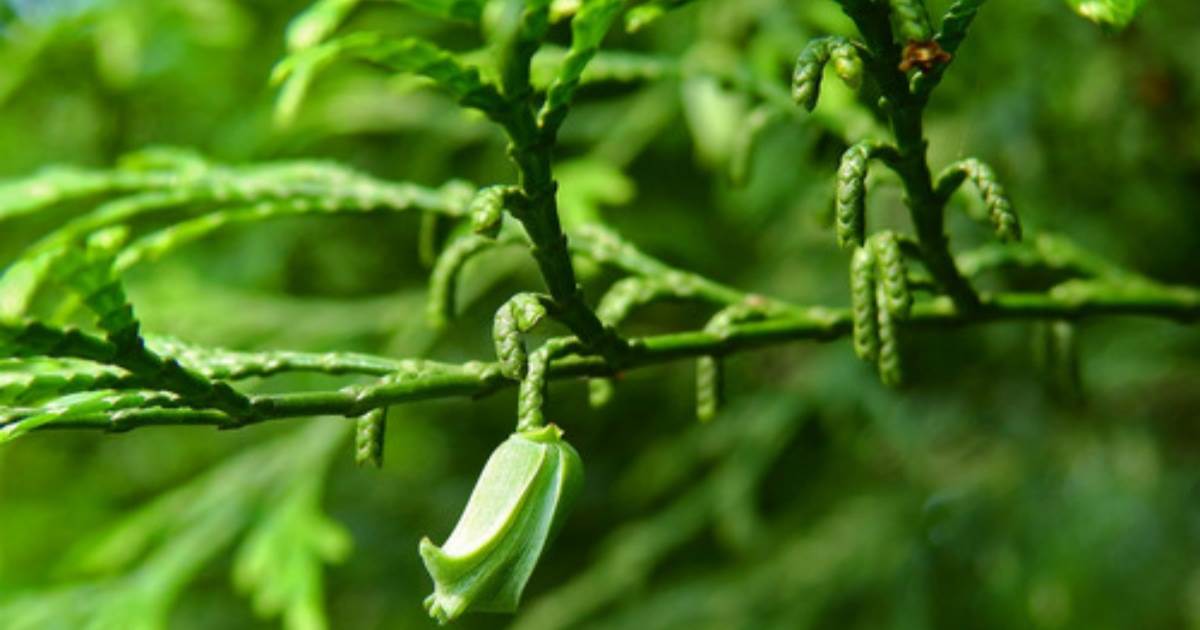 種植台灣肖楠