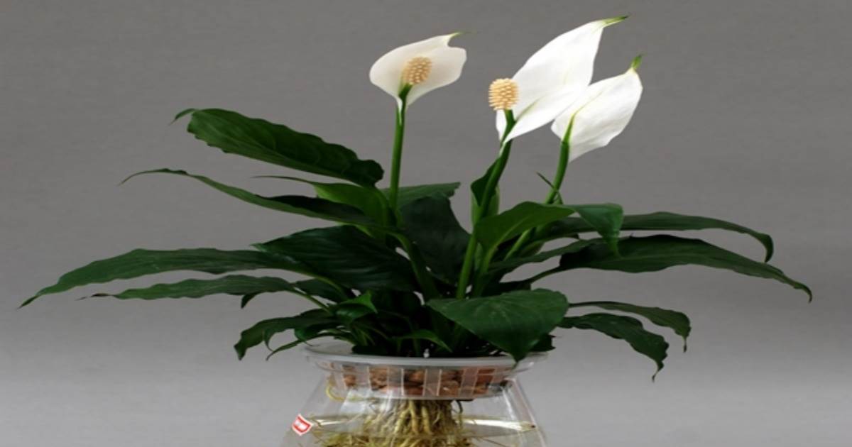 和平百合（又稱白鶴芋）