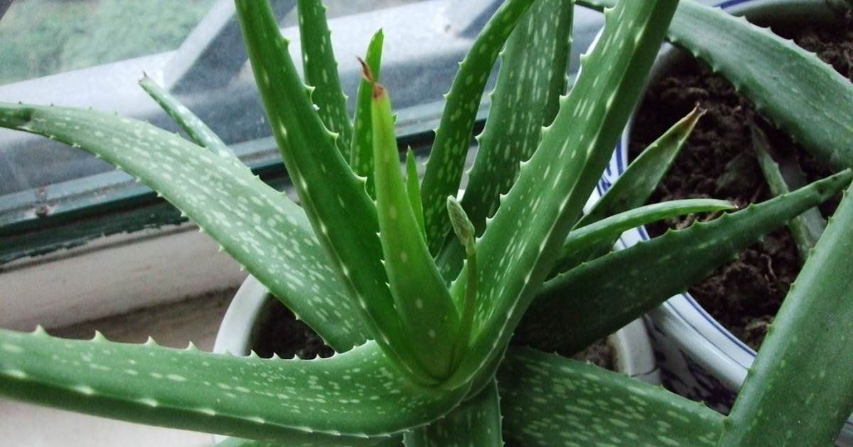 台灣蘆薈栽培全攻略：從種植到採收的關鍵技巧
