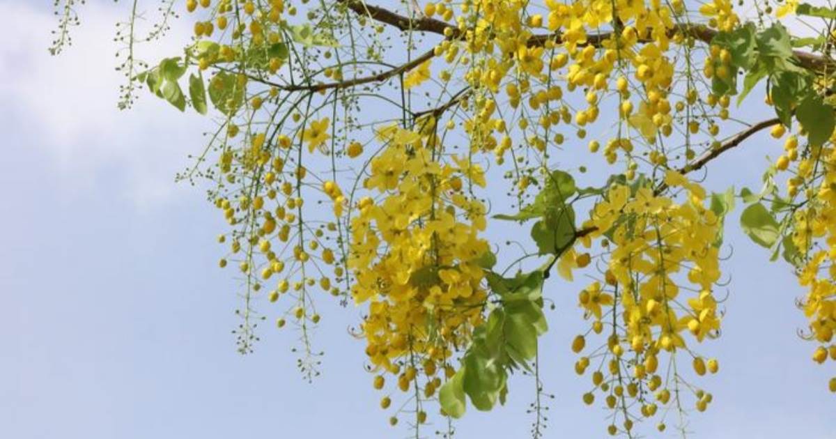 种植阿勃勒（又稱黃金雨）