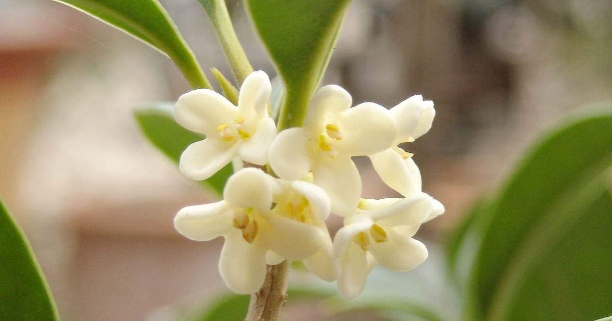 台灣種植桂花